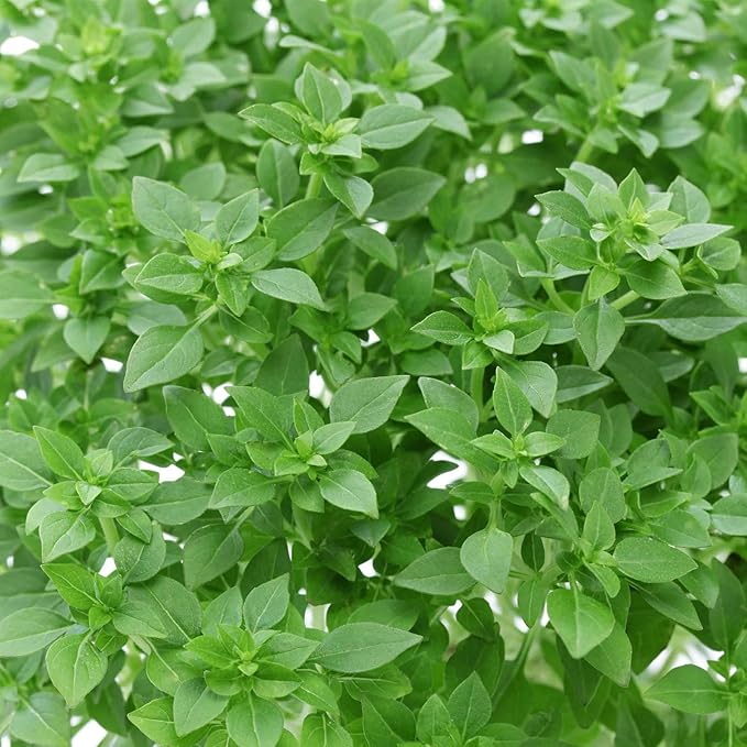 Basil Gardening Seeds - Dwarf Greek - 2 g Packet ~1000 Seeds - Non-GMO, Heirloom - Culinary Herb Garden Seeds