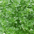 Basil Gardening Seeds - Dwarf Greek - 2 g Packet ~1000 Seeds - Non-GMO, Heirloom - Culinary Herb Garden Seeds