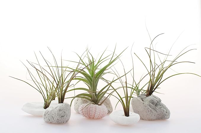 Tillandsia Air Plants Live Indoor Plants (6PK), Airplants Variety Live Plant Kit, Tropical Plants Live Houseplants, Air Plant Live Succulents Plants Live Plants Indoor House Plants by Plants for Pets