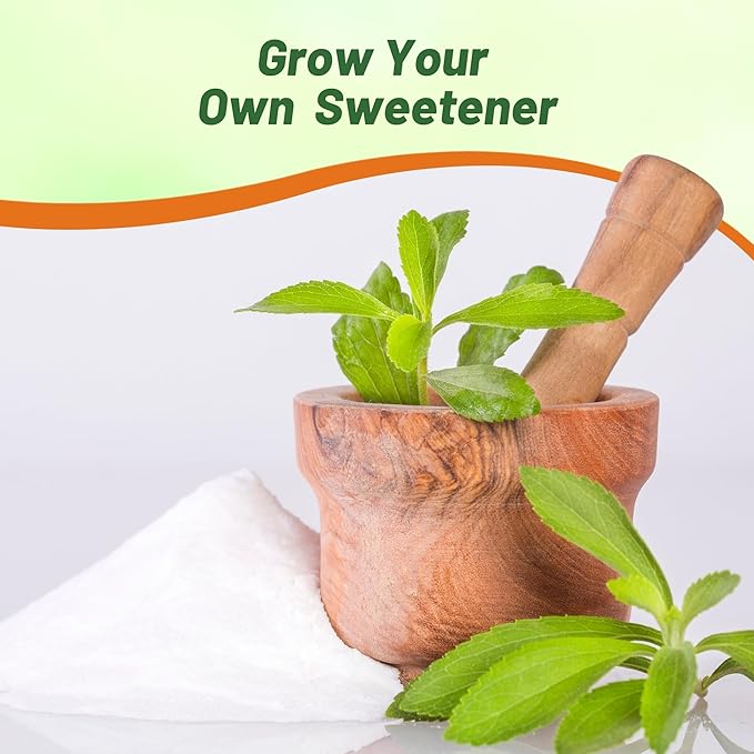 Outsidepride Stevia Sweetleaf Seeds - 100 Pcs. Perennial, Versatile & Low Maintenance, Herb Seeds for Planting Tender & Sweet Leaves, Great for Culinary Creations, Tea Blends, and Homemade Recipes
