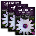 Cape Daisy Seeds for Planting - Osteospermum Ecklonis - White Petals with Purple Eyes, Long Blooming Annual to Tender Perennial Flower Variety - Survival Garden Seeds (3 Packs)