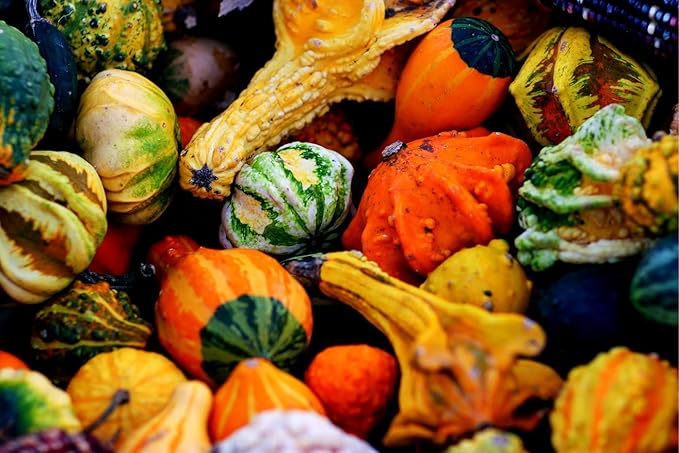 Small Gourd Mix Seeds to Grow | 25+ Seeds | Grow Your Own Fall Decor