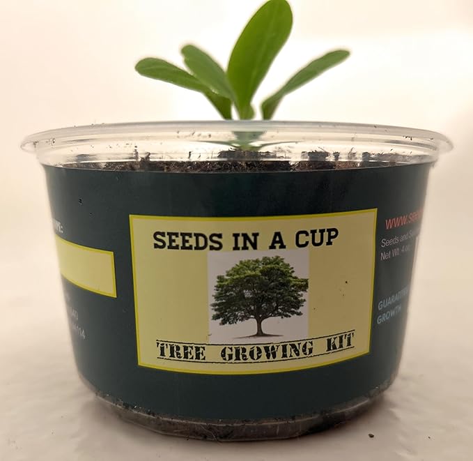 Seeds In A Cup - Plant Growing Kit-: Vegetable and Herb Growing Kit (Spinach)