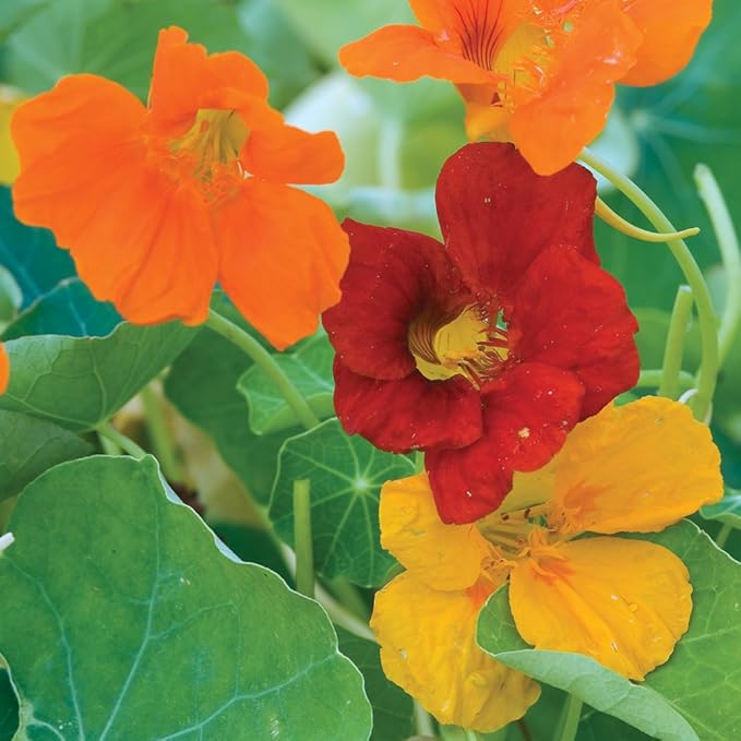 Burpee Double Gleam Mixed Colors Nasturtium Seeds 50 seeds