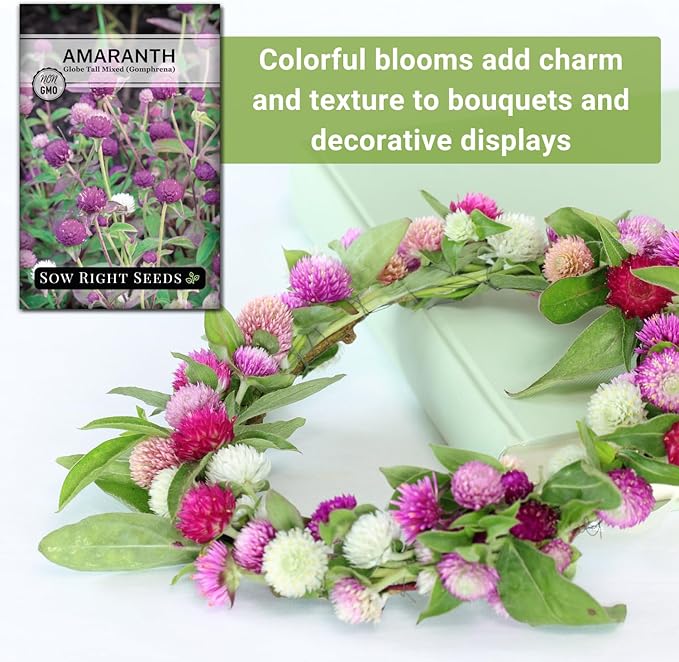Sow Right Seeds - Tall Mixed Globe Amaranth Seeds for Planting - Non-GMO Heirloom Packet with Instructions to Grow an Outdoor Home Flower Garden - Gomphrena Pompom Flowers in Red, Pink, White (3)