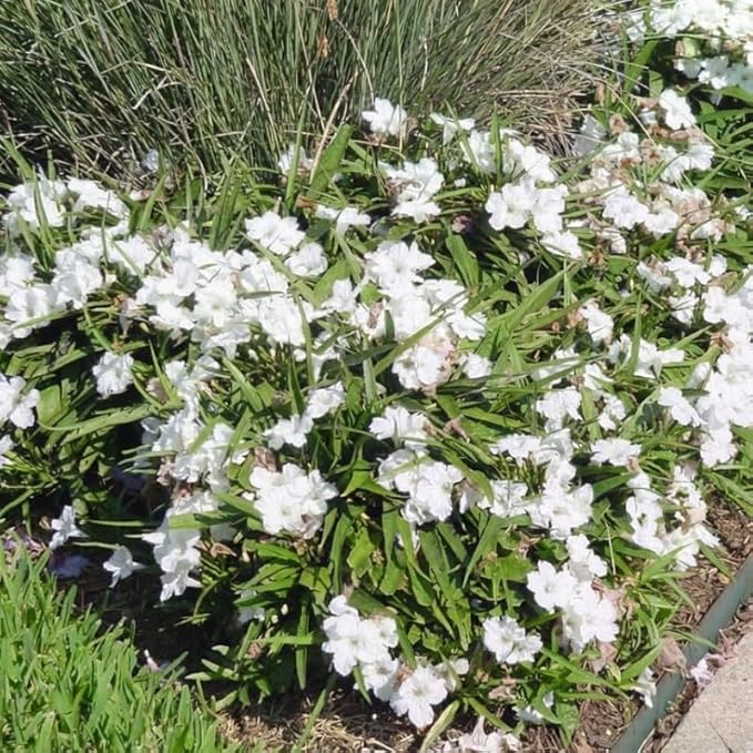 Set 6 Dwarf White Mexican Petunia Plants Live, Perennial Outdoor Growing, Startrer Size 4-6" in Tall, Long Blooming Season, Landscapes, Borders, Ground Cover