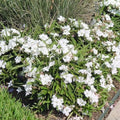 Set 6 Dwarf White Mexican Petunia Plants Live, Perennial Outdoor Growing, Startrer Size 4-6" in Tall, Long Blooming Season, Landscapes, Borders, Ground Cover