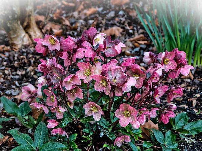 100 Pcs Mixed Helleborus Flower Seeds, Perennial Winter-Blooming Seeds for Planting, Hardy Shade-Loving Flowers for Gardens, Borders, Containers & Year-Round Decorative Landscaping