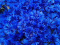 Blue Cornflower 300 Seeds for Planting Bachelor’s Buttons Boutonniere Flower Non-GMO