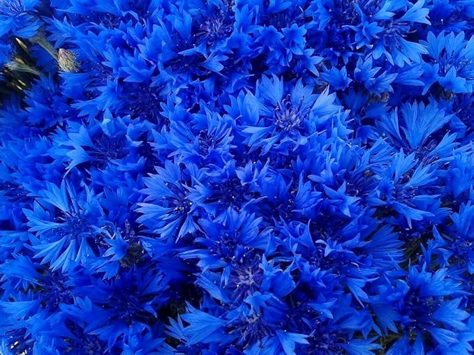 Blue Cornflower 300 Seeds for Planting Bachelor’s Buttons Boutonniere Flower Non-GMO
