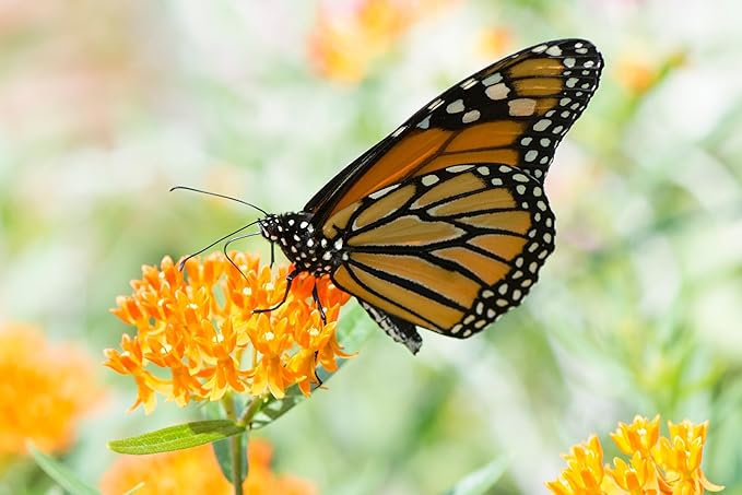 TKE Farms & Gardens - Butterfly Milkweed Seeds for Planting, 100+ Heirloom Non-GMO Seeds, Grow Vibrant Orange Flowers That Attract Monarch Butterflies, Easy Instructions Included, 1 Packet