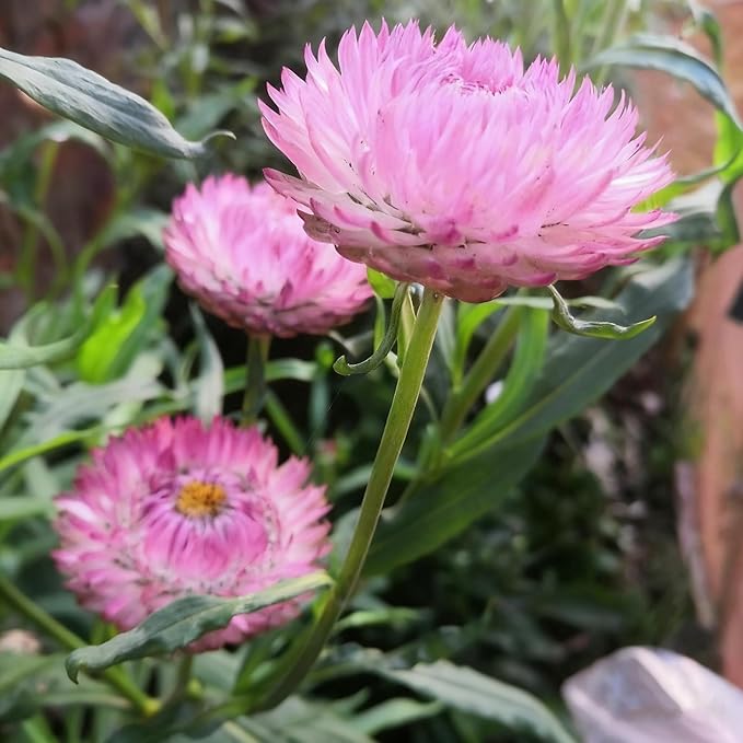 1000+ Strawflower Seeds for Planting, Annual Mixed Color Xerochrysum Seeds, Non-GMO Strawflower Flower Seeds for Home Garden Outdoor