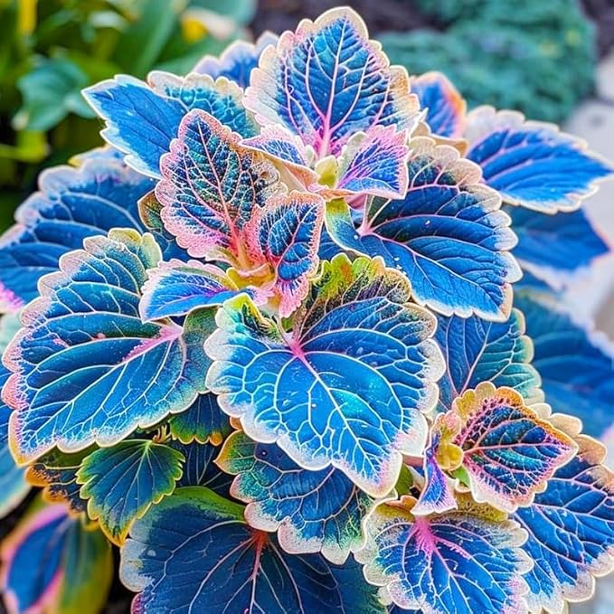 Coleus Seeds, 100 Pack, Indoor Outdoor Colorful Foliage Plant, Shade-Loving Garden Decor