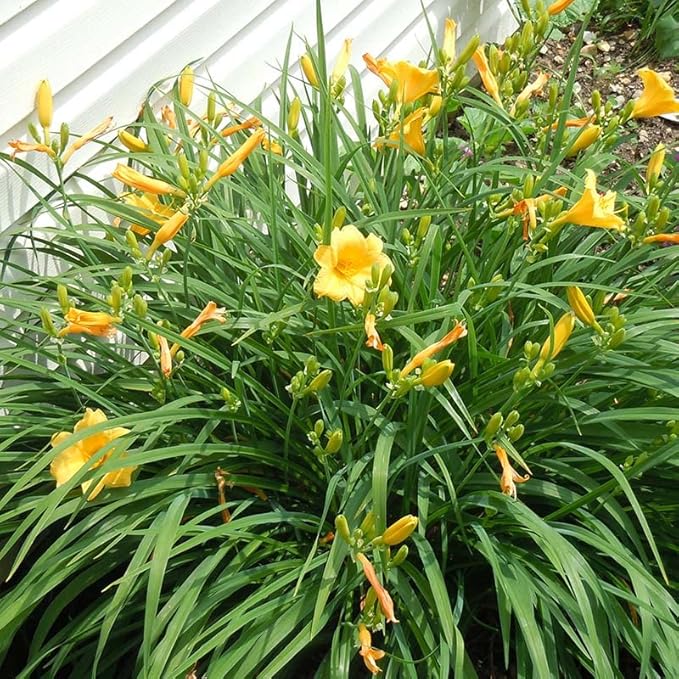 Stella D'oro Yellow Daylilies - 5 Bare Root Perennials Re-Bloomer