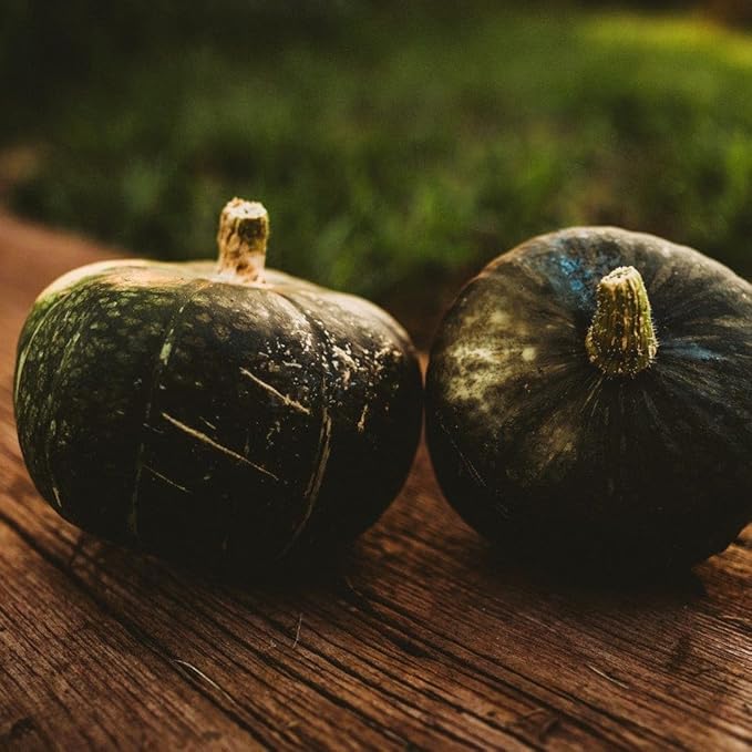 Burgess Buttercup Squash - 25 Seeds - A New England Favorite, Smooth, Sweet Flesh, Great for Pies & Roasting, Non-GMO Heirloom Winter Squash Seeds for Planting in The Home Garden, Thresh Seed Company