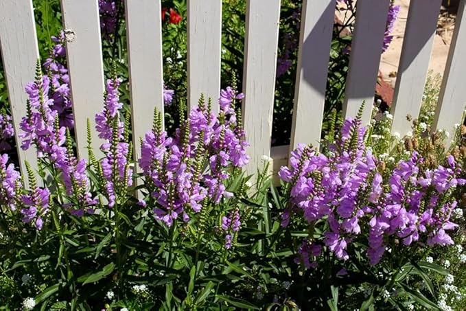 50+ Obedient Plant False Dragonhead Seeds Flowers Garden Plant
