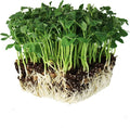 Speckled Pea Sprouting Seeds - 25 g Packet ~75 Seeds - Certified Organic, Non-GMO Green Pea Sprout Seeds - Sprouts & Microgreens