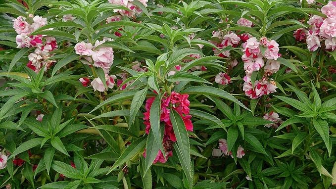 KIRA SEEDS - Seeds Balsam Camellia Flowered Mix - Impatiens balsamina - Annual Flowers for Planting - GMO Free