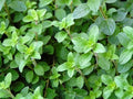 Oregano Seeds 50 Count, Cool Beans N SPROUST Brand. Home Gardening.