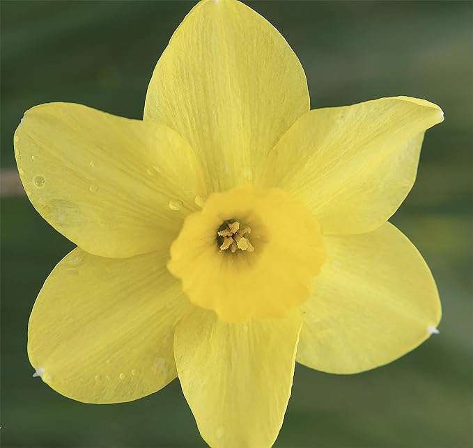 5 Treithian Narcissus Bulbs - Top Size Daffodil Bulbs