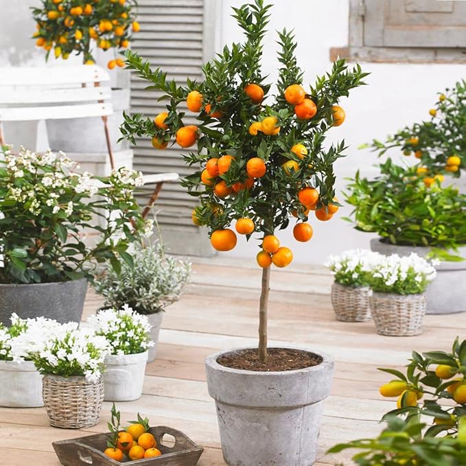 Gardenera's Premium Orange Tree Soil Mix - Quick Drain Potting Soil for Growing and Repotting Citrus Sinensis - 3 Quart
