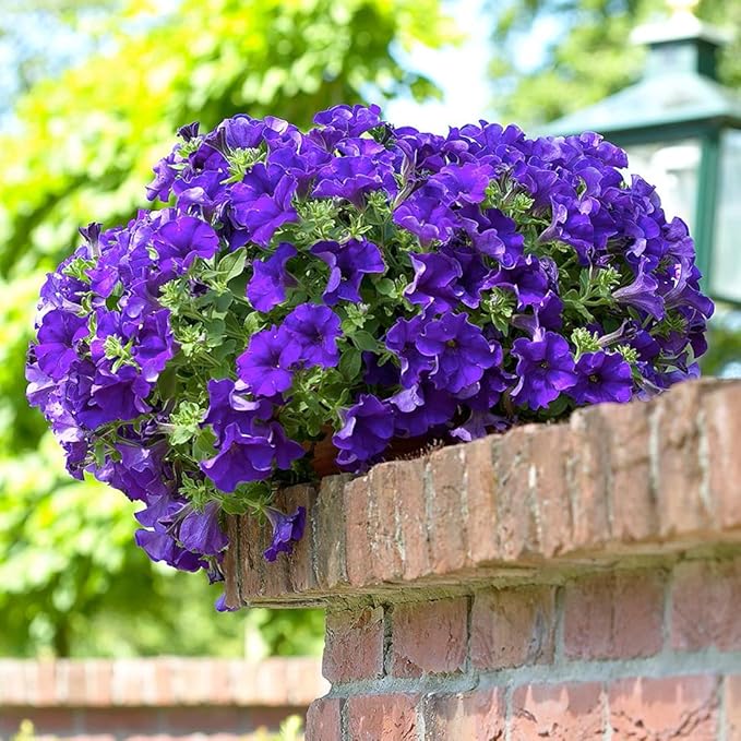 100 Violet Petunia Seeds Easy to Grow Hanging Basket Flower for Planting Garden Home Garden Balcony Purple Flowers Seeds