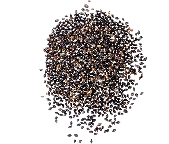 Seed Needs Large Leaf Sorrel Seeds for Planting - Heirloom Non-GMO & Untreated Medicinal or Culinary Herb - Grow a Home Grown Outdoor Garden (5 Packs)