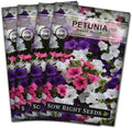 Sow Right Seeds - Dwarf Mixed Petunia Seeds to Plant - Full instructions for Planting and Growing a Flower Garden - Non-GMO Heirloom Seeds - Annual Hanging Basket Flower - Wonderful Gardening Gift (4)