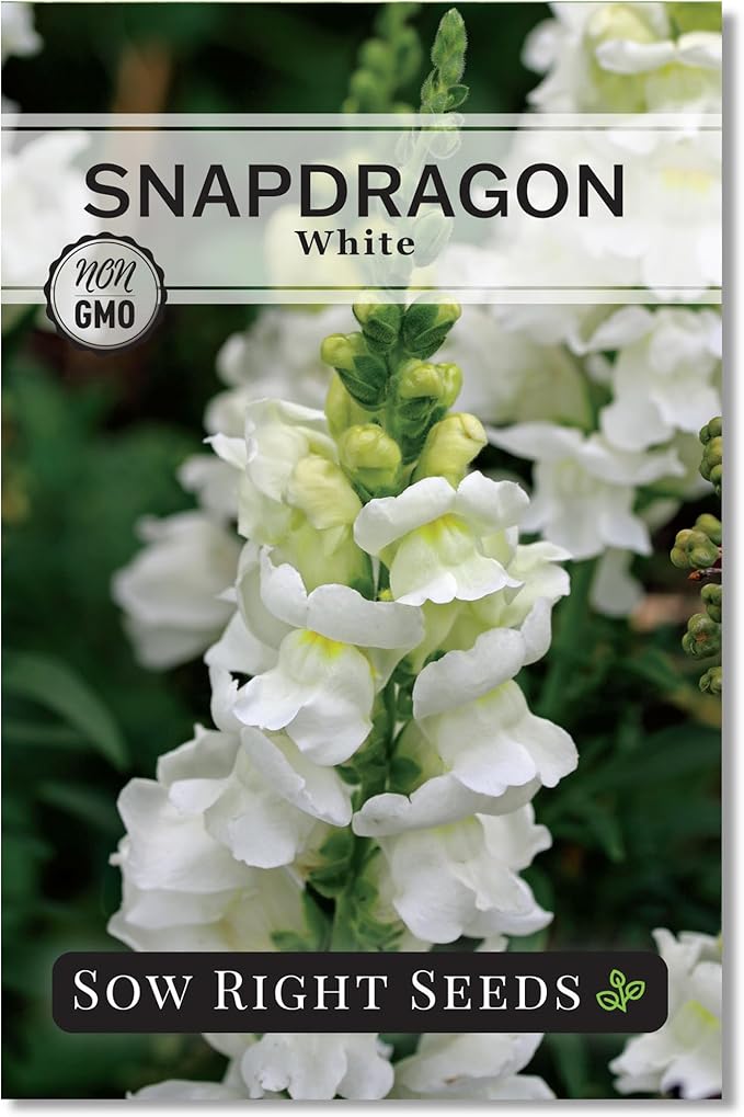 Sow Right Seeds - White Snapdragon Seeds for Planting - Non-GMO Heirloom Annual Variety - Beautiful Snap Dragons Flowers - Easy to Grow - Perfect for Gardens and Pots - Attract Pollinators (1)