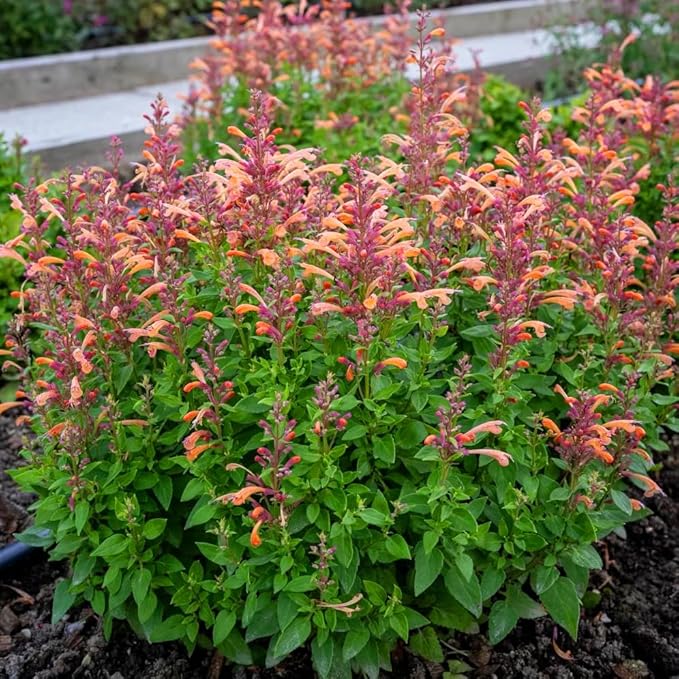 Mixrug Lavender Giant Hyssop Seeds for Planting, 100+pcs Rare Perennial Anise Hyssop Flower Seeds Plants, Non-GMO Heirloom Open Pollinated Beauty Home Garden for Outdoors