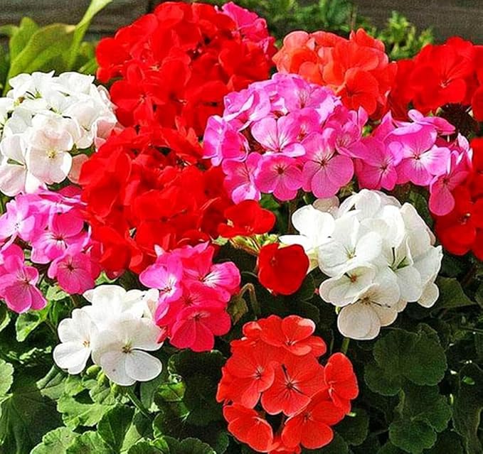 Perennial Bloom Flower Seeds Heirloom Non-GMO Geranium Mix 10+ Seeds Flowers Planting for Outdoor Indoor Potted Plants