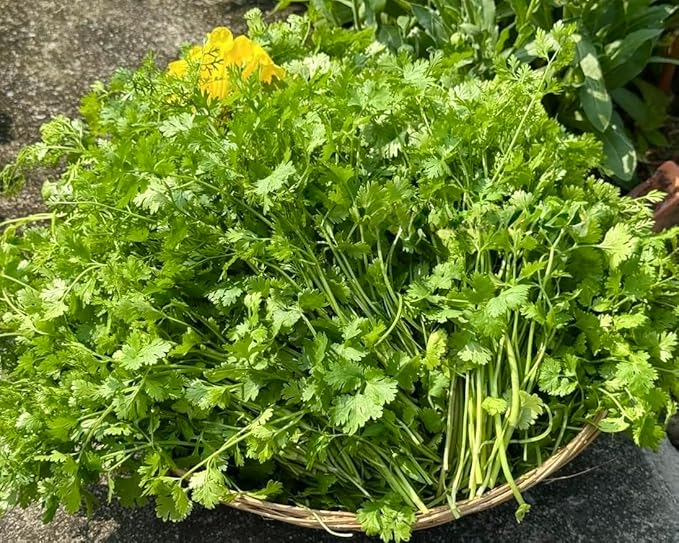 1000+ Organic Cilantro Seeds – Ngò Rí, Coriander, Chinese Parsley – Non-GMO, Heirloom, Made in USA – Herb Seeds for Yard & Garden