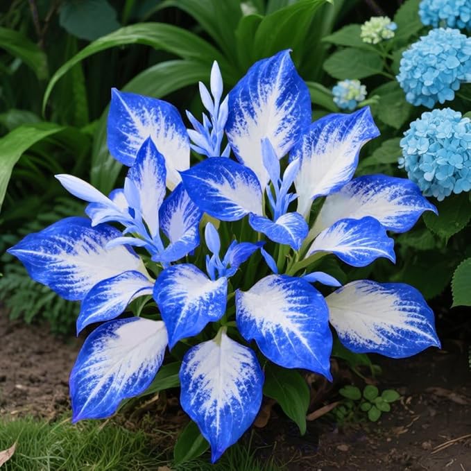 Hosta Seeds 110+ Mixed, Shade-Resistant Perennial Plants, Unique Leaf Color Combinations, Perfect for Garden Borders, Flower Beds & Containers, Easy Grow, Extremely Hardy