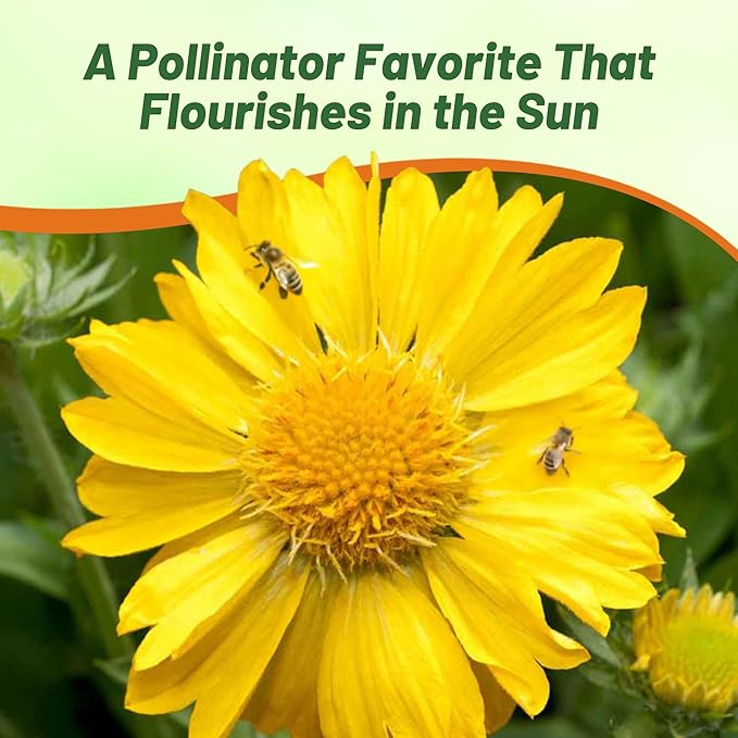 Outsidepride Gaillardia Aristata Aurea Pura Blanket Flower Seeds for Planting - 2000 Pcs Perennial Wildflower Seeds, Drought-Tolerant for Xeriscaping, Borders, Pollinator Gardens, or Wildflower Mixes