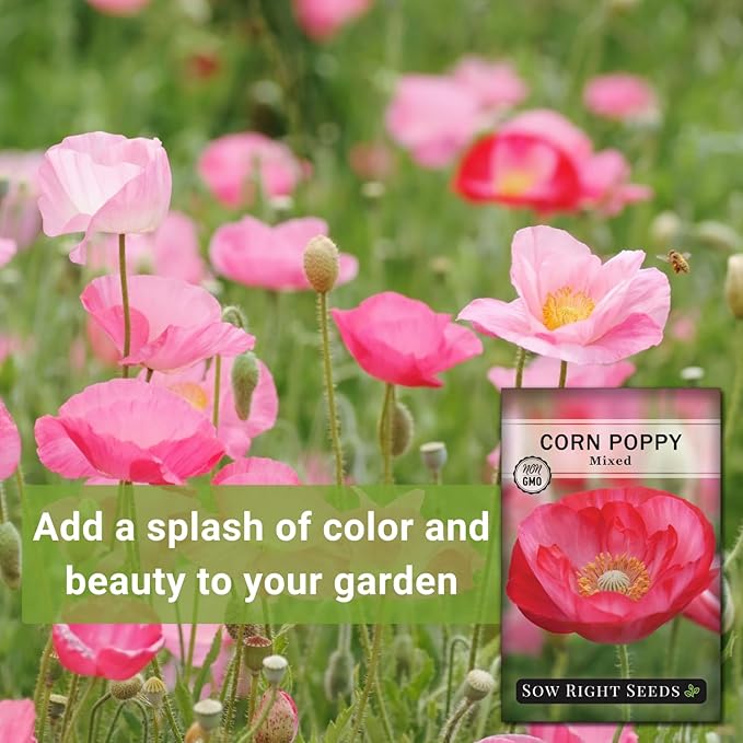 Sow Right Seeds - Mixed Corn Poppy Seeds for Planting - Non-GMO Heirloom Packet with Instructions to Grow a Wildflower Garden - Native, Self Sowing Perennial - Light Colored, Paper Like Blooms (1)