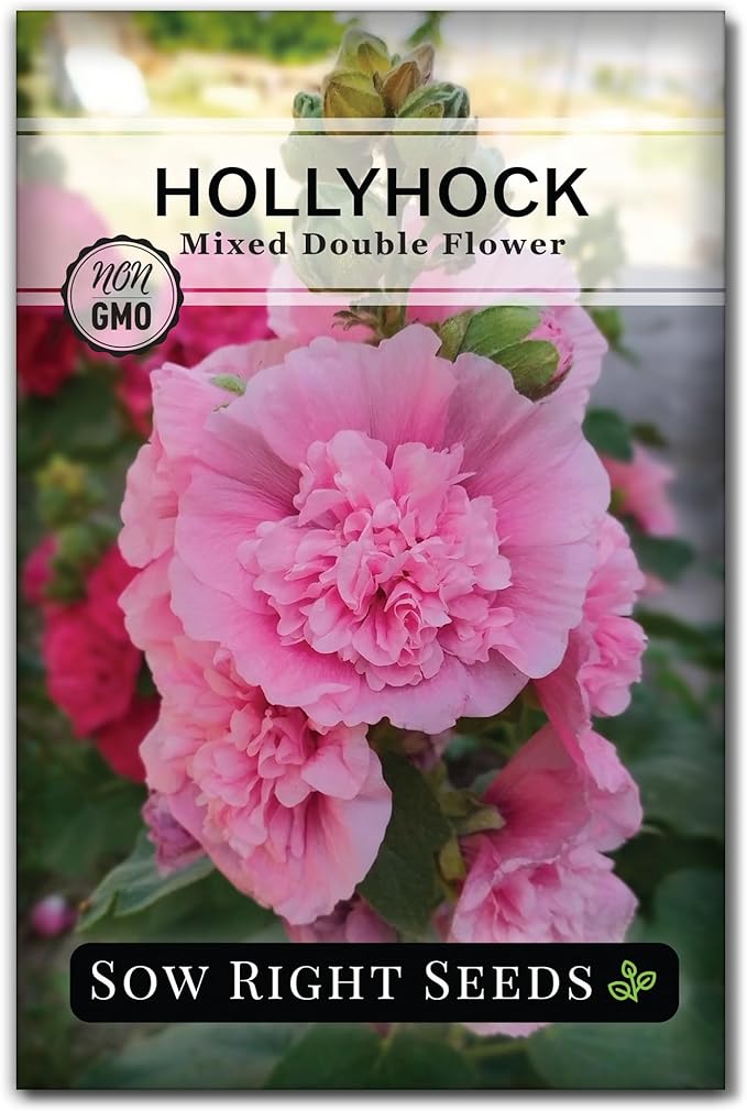 Sow Right Seeds - Double Flower Mixed Hollyhock Seeds for Planting - Non-GMO Heirloom Packet with Instructions to Plant an Outdoor Cottage Garden - Tall Ruffled Mix of Pink, Yellow, Red & White (1)