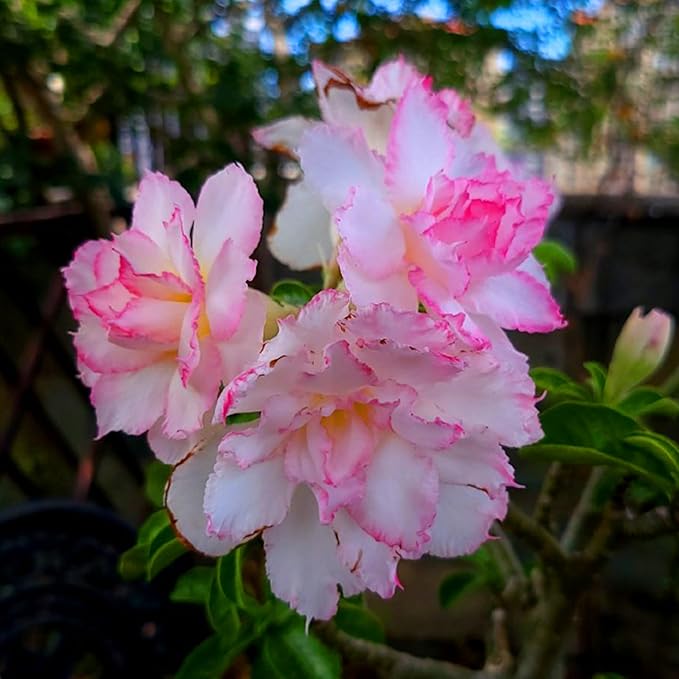 Mixrug 5pcs Colorful Desert Rose Seeds for Planting, Rare Beauty Desert Rose Flower Seeds, Heirloom Non-GMO Home Garden Pretty Rosa Flowers Plants in Outdoors