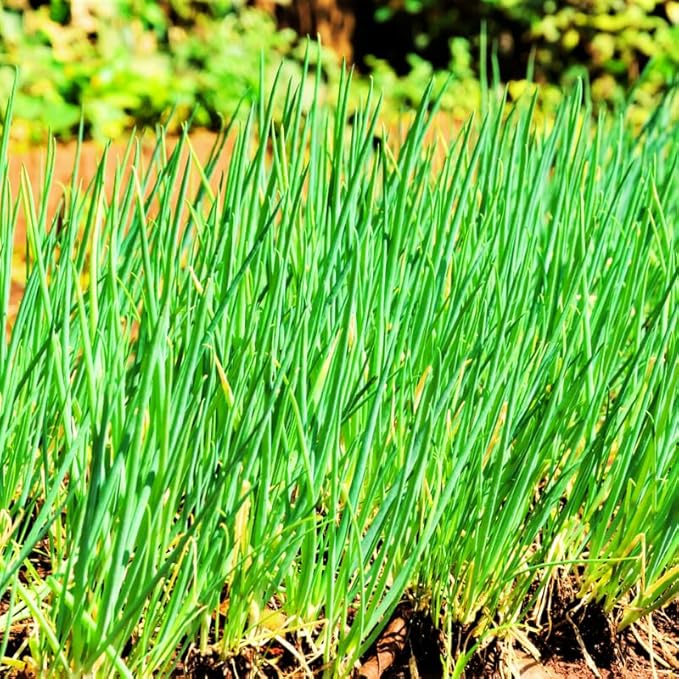 3 Hardy Chives Live Plant, Live Chives Plant for Planting Garden, 4 Inch Tall, Heirloom Leeks Plant, Hardy Perennial Chives Plant for Planting, Fragrant Heirloom Vegetable
