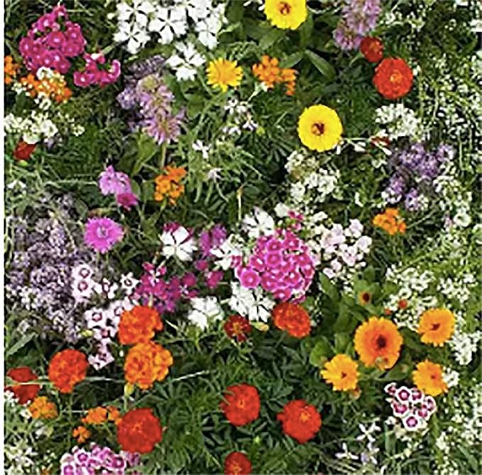 Fragrant Flowers Mix Seeds