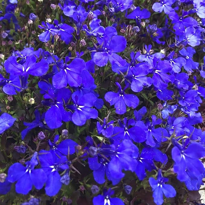 5000+ Perennial Cascade Mixture Lobelia Seeds for Planting Outdoors-Lobelia Ground Cover Seed Flowers Planting Non-GMO Heirloom