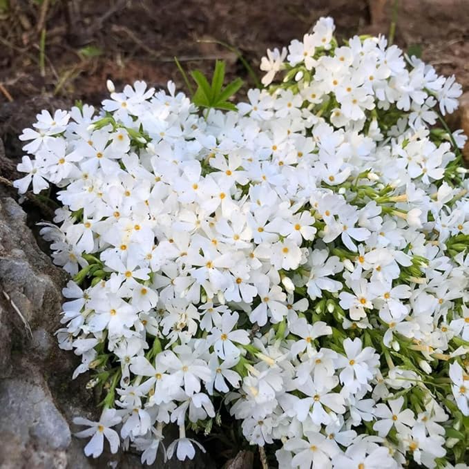 100+ White Phlox Seeds Flowers Bloom Garden Planting