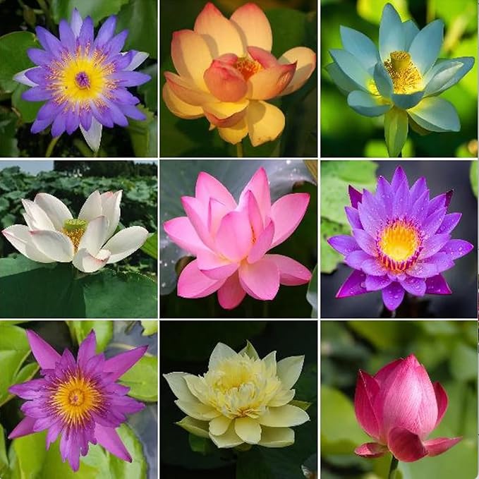 20 Lotus Seeds for Planting in Water – Precut Mixed Color Lotus Flower Seeds – Water Lily Plant for Indoor Bonsai Bowl, Outdoor Ponds & Water Gardens