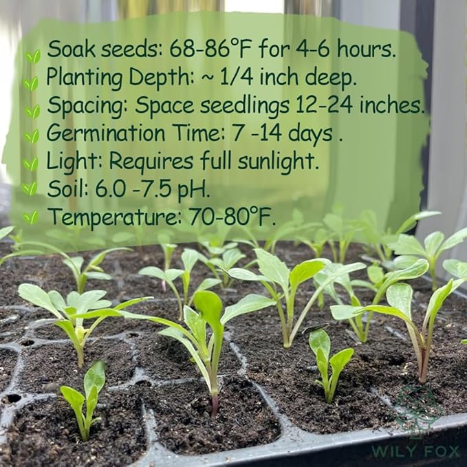 Dahlia Seeds MEGA Mix - Cut&Come-Again - Giant Blooms - 300+ Non-GMO Heirloom - Bee & Butterfly Magnet - Pack for 2026