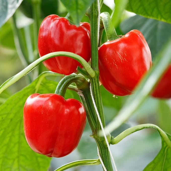 200 Bell Pepper Seeds for Planting, Big Red Sweet Pepper Seeds Indoor Outdoor Vegetable