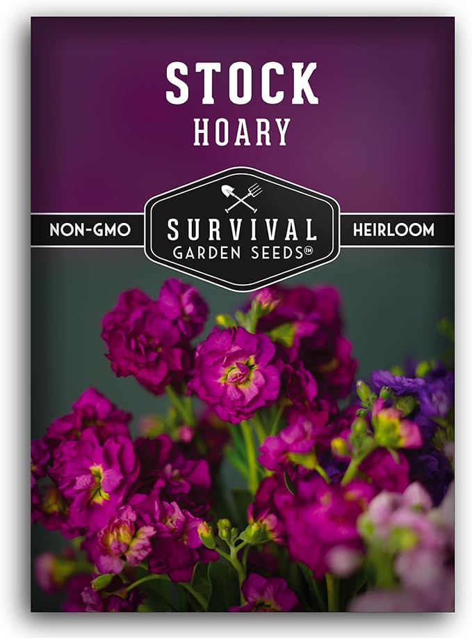 Stock Flower Seeds for Planting - Matthiola Incana Hoary Stock, Fragrant Cut Flower Garden, Vintage Harmony Mix, Non-GMO Heirloom - Survival Garden Seeds (1 Pack)