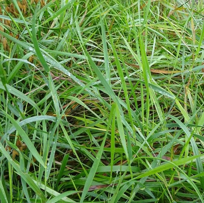50 Hierochloe Odorata Sweet Grass Seeds for Planting, Sweetgrass Seeds