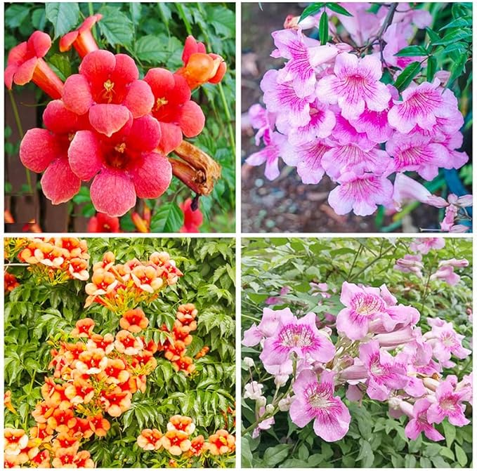 300+ Mixed Hummingbird Trumpet Vine Seeds for Planting - Non-GMO Seeds,Attract Hummingbirds & Butterflies for Outdoor Gardens