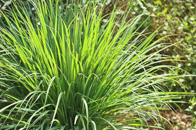 Lemongrass Seeds - 100 Seeds - Easy to Grow Herb - Ships from Iowa, Made in USA - Grow Lemon Grass