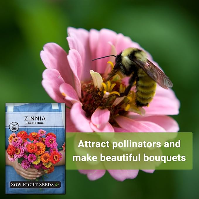 Sow Right Seeds - Thumbelina Zinnia Seeds for Planting - Beautiful to Plant in Your Flower Garden - Non-GMO Heirloom Packet with Instructions - Annual Cut and Come Again for Bouquets (2)