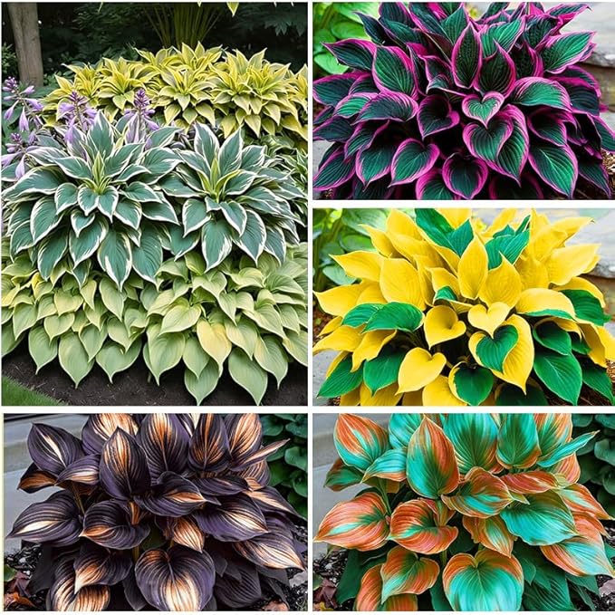 355+ Perennial Hosta Seeds for Home Garden - Shade-Tolerant Foliage Plant